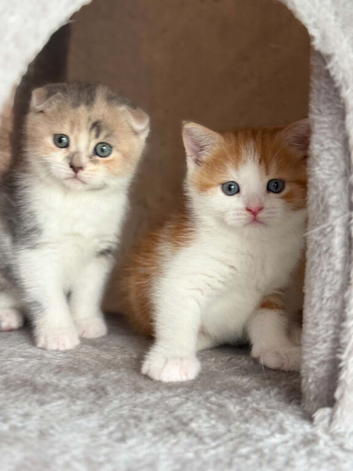 Scottish Fold Girl & Straight Boy