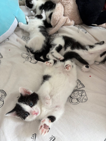 Kittens