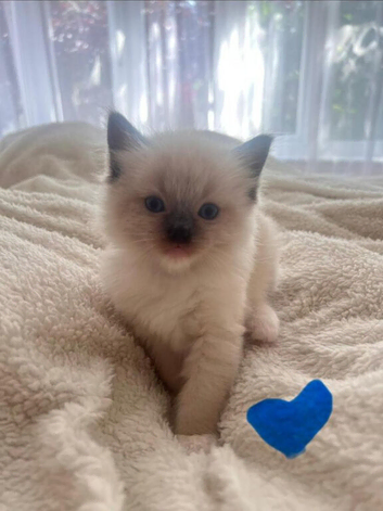 Ragdoll kittens now ready
