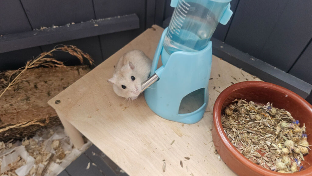 Dwarf hamster for sale