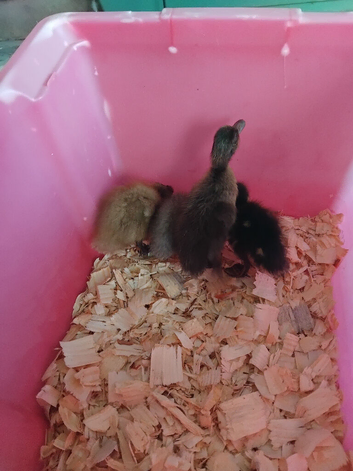 4 Indian runner female ducklings