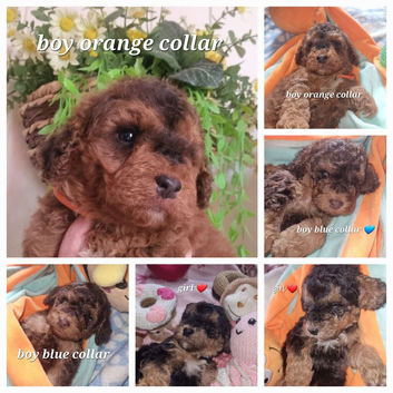 Beautiful cockerpoos