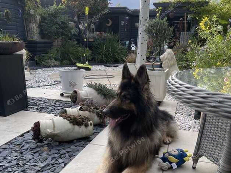 Male German Shepherd - Rehome