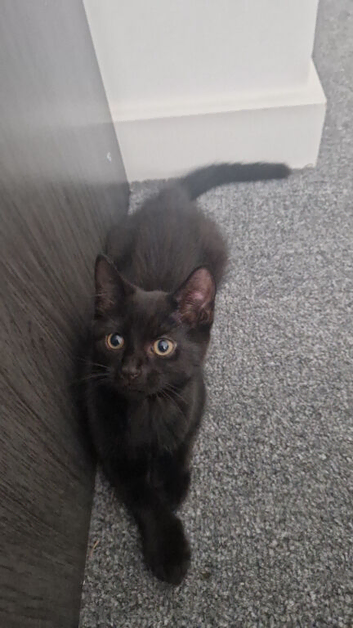 3, 3month old kittens