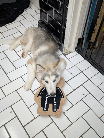 Female Alaskan malamute puppy