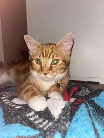 5 Month Old Ginger Male Kitten &mdash; Gentle & Good With Other Cats