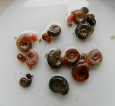 X20 Mixed Ramshorn Snails