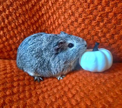 Supre fluffy Grey Girl