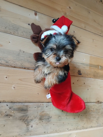 Yorkshire puppies One little boy left 8 weeks old