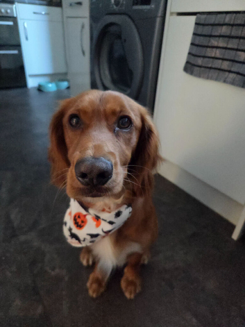 19 month old red fox cocker spaneil