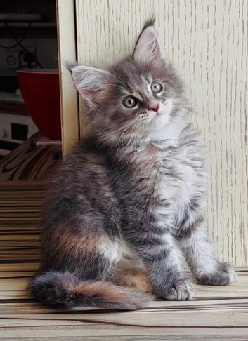 Beautiful TICA Active Registered Kittens