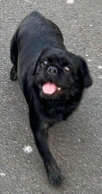 Pug cross