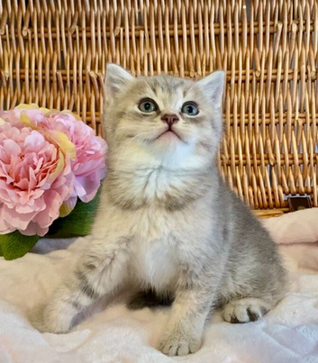 BEAUTIFUL BLUE GOLDEN SHADED BSH BOY