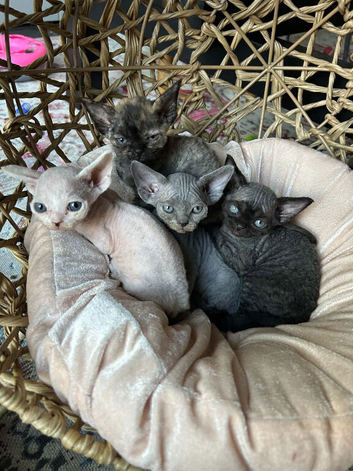 Devon Rex kittens