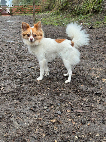 Long haired chihuahua male