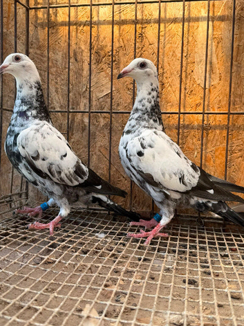 TIGER GRIZZLE RACING PIGEONS