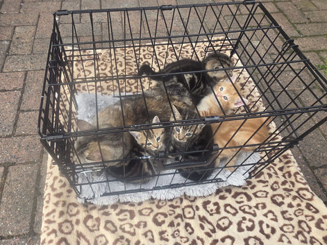 5 kittens on sale &pound;100 each