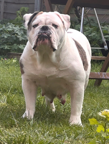 EXCEPTIONAL OLDE ENGLISH BULLDOG PUPPIES