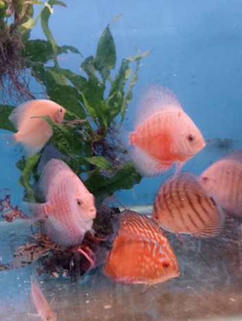 Homebred young Discus.