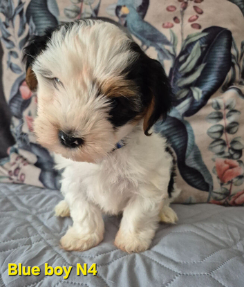 Last boy ready now Biewier terrier puppy