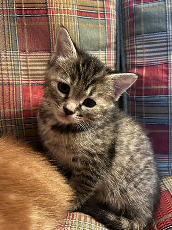 Silver tabby x