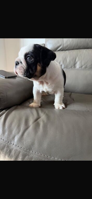 Stunning black tri male puppy