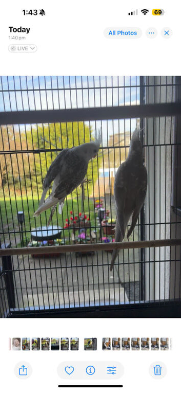 Male & Female Cockatiels for sale
