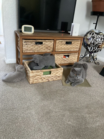 Two Beautiful British Shorthair Queens Looking for Loving Forever Homes