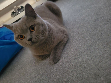 British shorthair