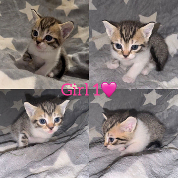 7 GORGEOUS RAGDOLL CROSS KITTENS