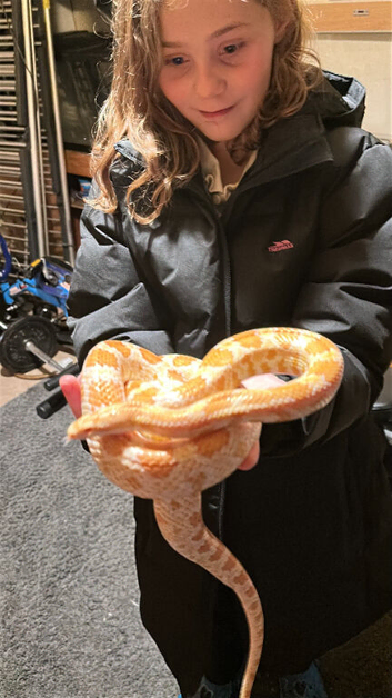 7yr Female Amal Corn Snake + Full Glass & wooden Vivarium Setup &pound;160 ono - Dewsbury