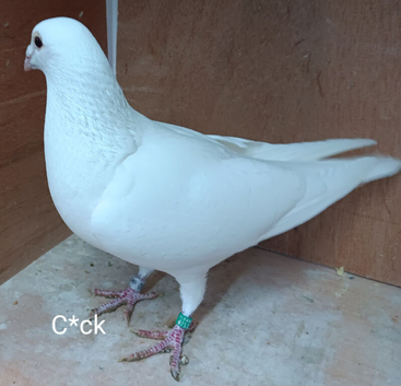 Pair of Pure White Racing Pigeons RPRA Rung Middlesbrough
