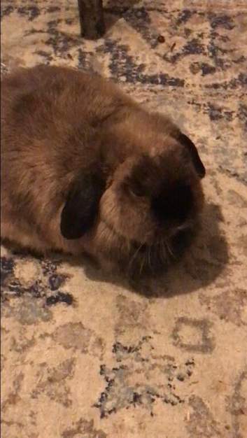 looking for a potential new home for my small lop bunny