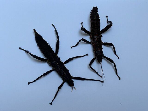 Pair of Giant thorny devil stick insects (Eurycantha horrida "Popondetta")