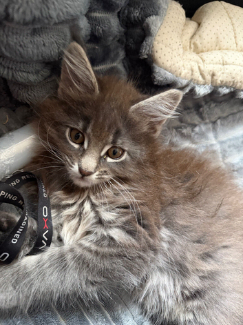 Maine coon kitten