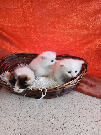 Beautyful, fluffy, kittens.