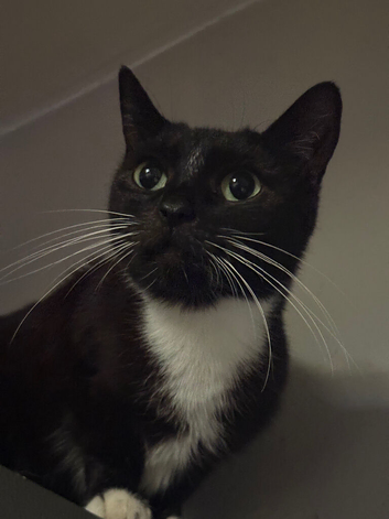 Female cat looking for a loving home