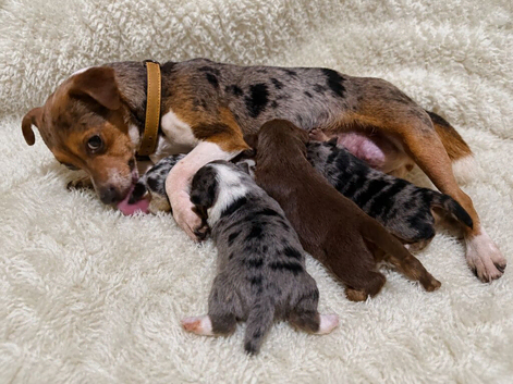 Exceptional Jack Russell Puppies &ndash; Carefully Raised, 5 Homes Only