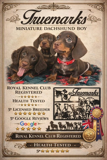 One smooth boy available reduced as ready to go