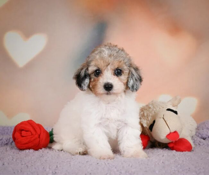 Maltipoo Puppies