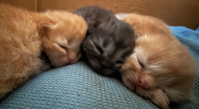 Absolutely beautiful pure bred Persians-only 2 available