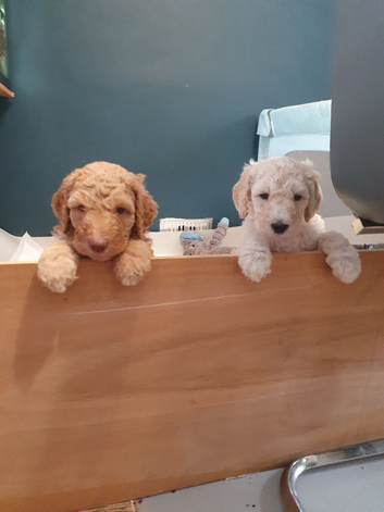 Standard poodle puppies kc registered