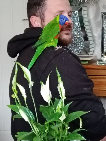 Rainbow lorikeet