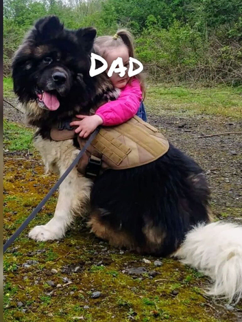 Akita pups