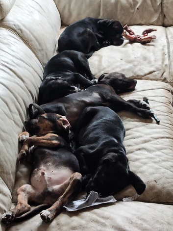 Staffy lurcher pups
