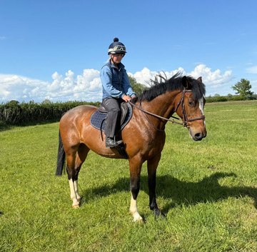 Brynn &ndash; 16hh Irish Draught x Sports Horse Gelding &ndash; 8 Years Old