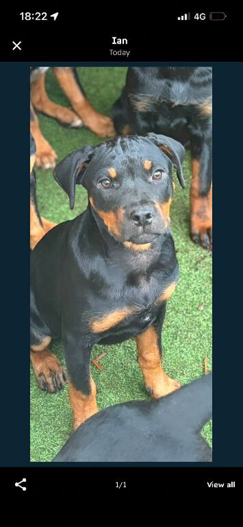 Rottweiler cross