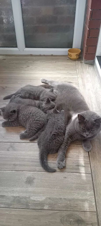 4 Gorgeous Girls British Blue Shorthair Kittens &ndash; Ready Soon