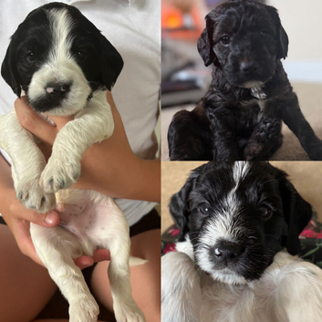 Cockerpoo puppies for sale 3 left