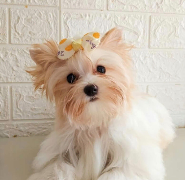Yorkshire terrier male